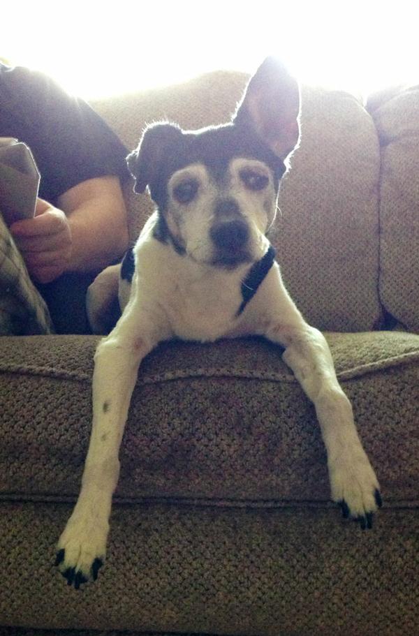 Goodbye to our Old Man... the Tao Canine...