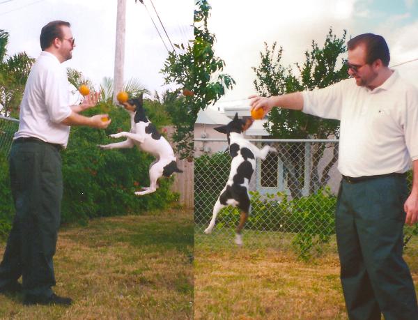 Chester, Age 2: You should have seen him catch Frisbees!